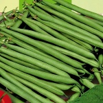 Agrosem Processor (500 gr) seminte fasole pitica verde, timpurie, pastai lungi, Agrosem