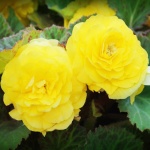 Begonia Galben