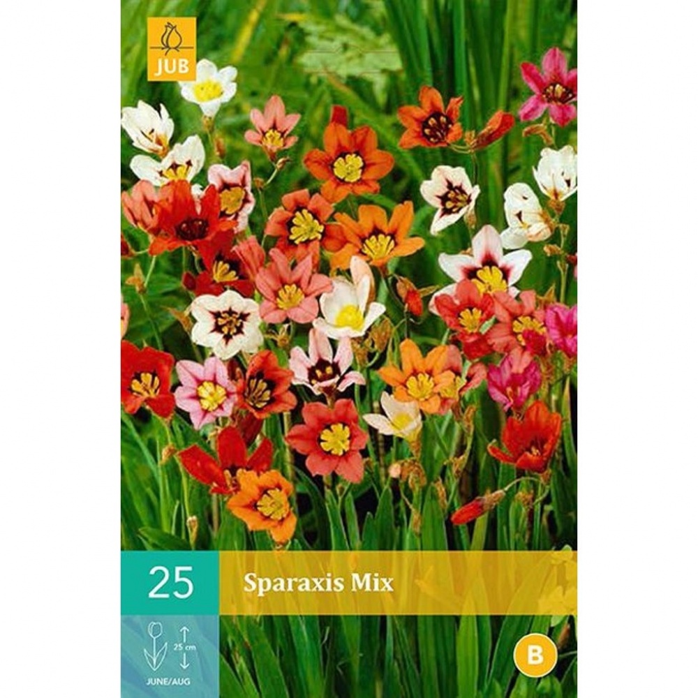 Bulbi Arlechin Sparaxis Mix, Holland