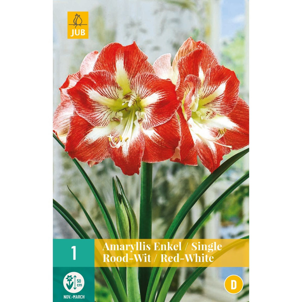 Crini de camera Amaryllis Red White, Holand, Bulbi, 1 buc