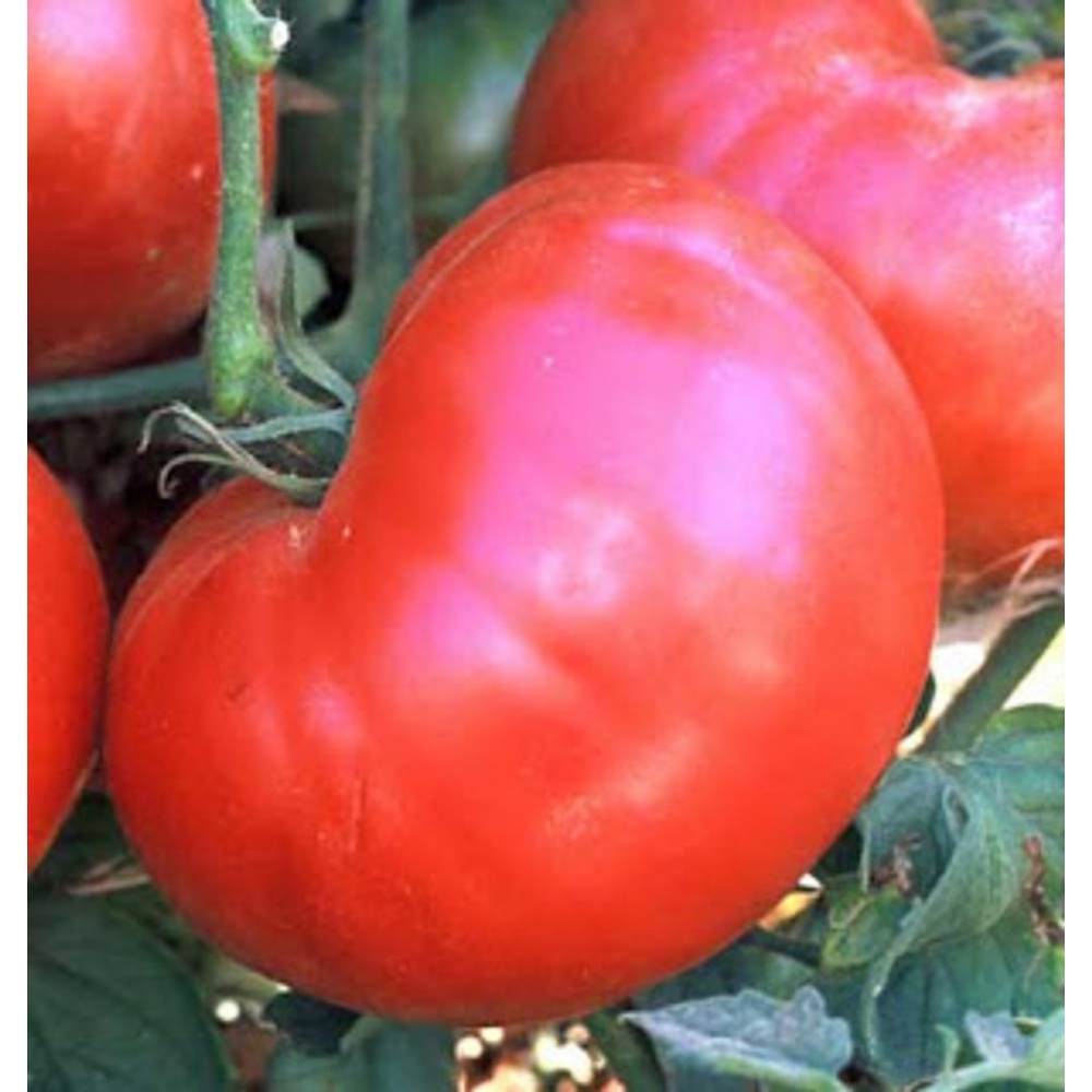 Ponderosa F1 (100 seminte) tomate gigant culoare roz, rotunde, usor turtite, Mefim