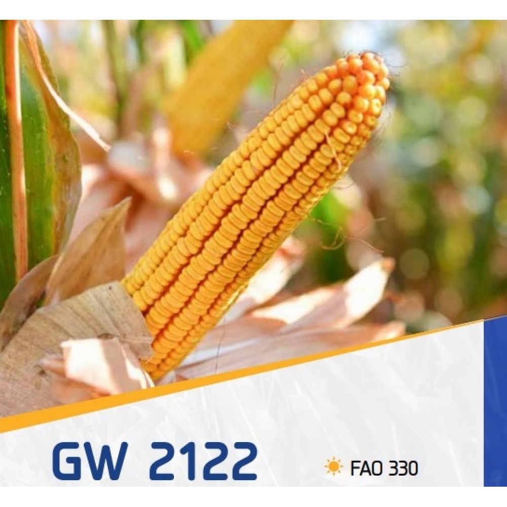 Samanta Porumb GW 2122 FAO 330 ,  25000 boabe