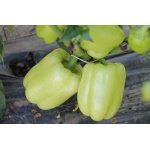 Seminte ardei gras Valahia F1 100 sem