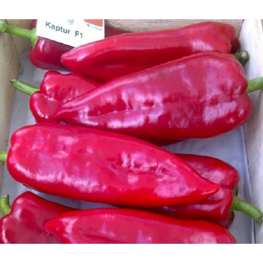 Seminte ardei kapia Kaptur F1 100 sem