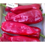 Seminte ardei kapia Kaptur F1 100 sem