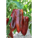 Seminte Ardei lung ALEXANDRU Agrosel 2000 sem