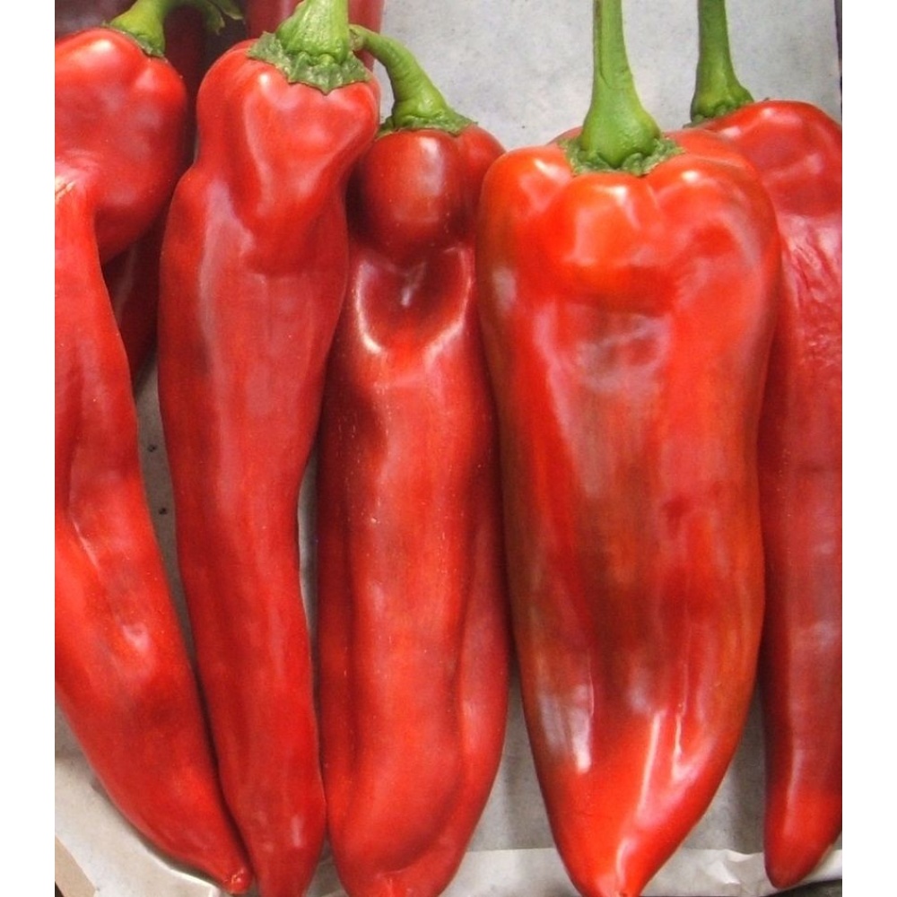 Seminte Ardei lung fermier 50gr