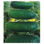 Seminte castraveti cornichon Cloud F1 100 sem