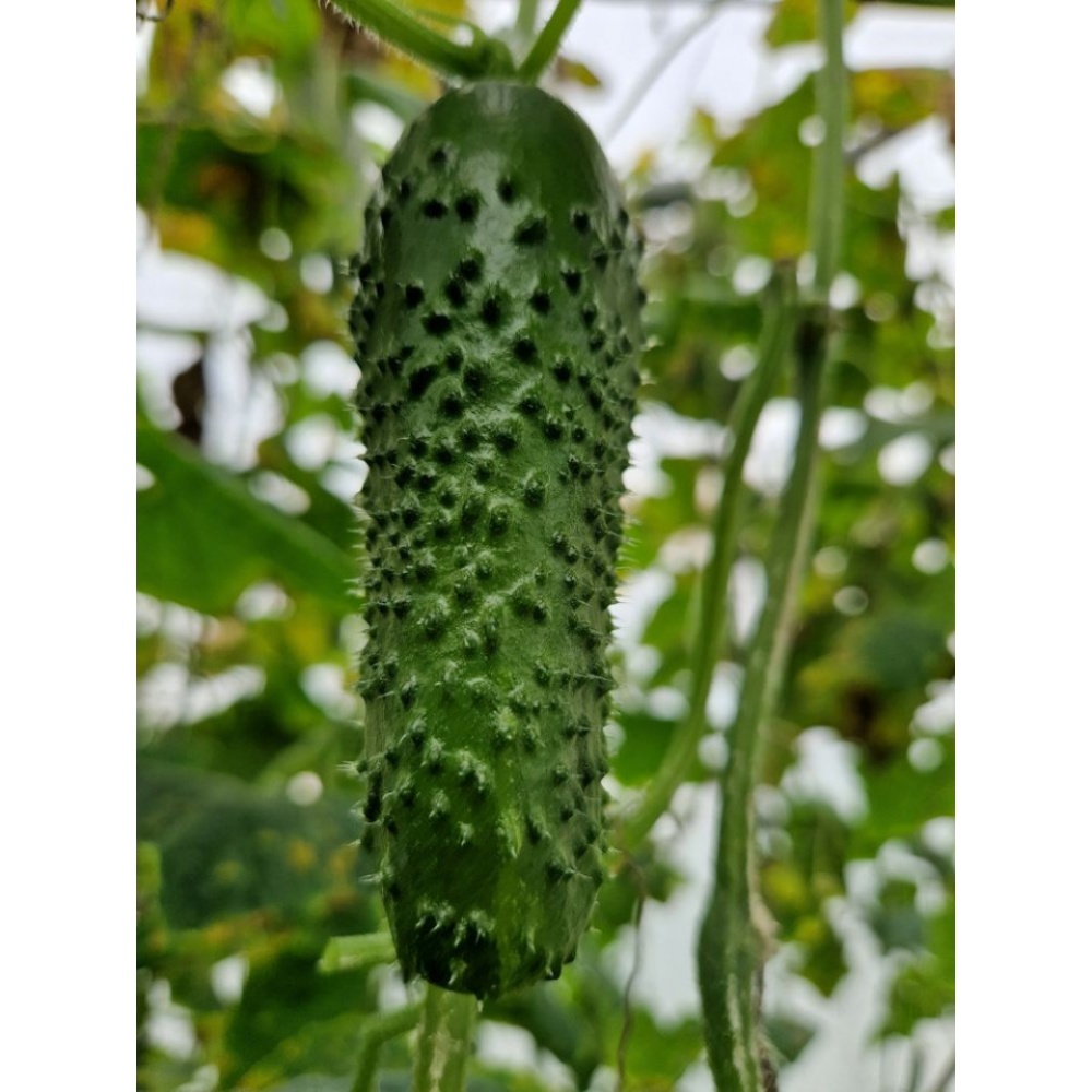 Seminte Castraveti  PRUT F1 100 sem