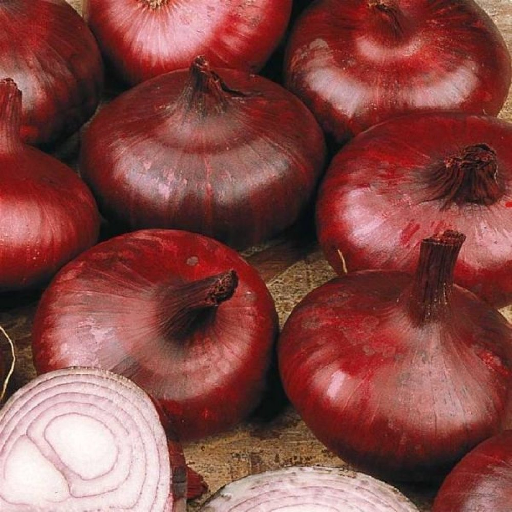 Seminte ceapa rosie Brunswick PPZ 25 GR