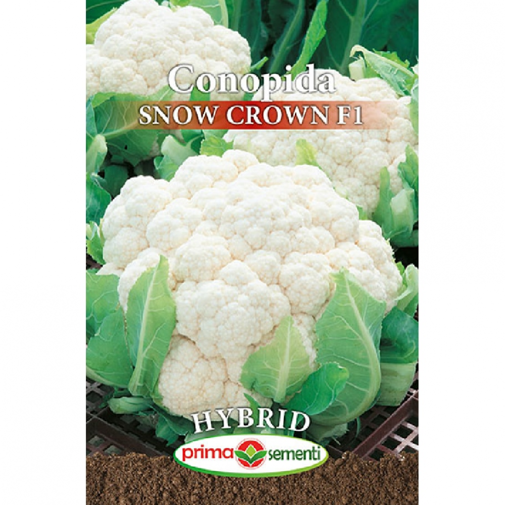 Seminte conopida Snow Crown F1 Hybrid