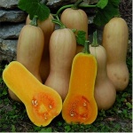Seminte de dovleac placintar Waltham Butternut 500g
