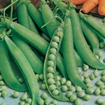 Seminte mazare Kelvedon Wonder Horti Tops 250 GR