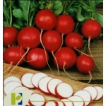 Seminte ridichi de luna Cherry Belle PPZ 50 GR