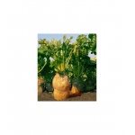 Seminte Sfecla furajera Ursus Poly 30 GR