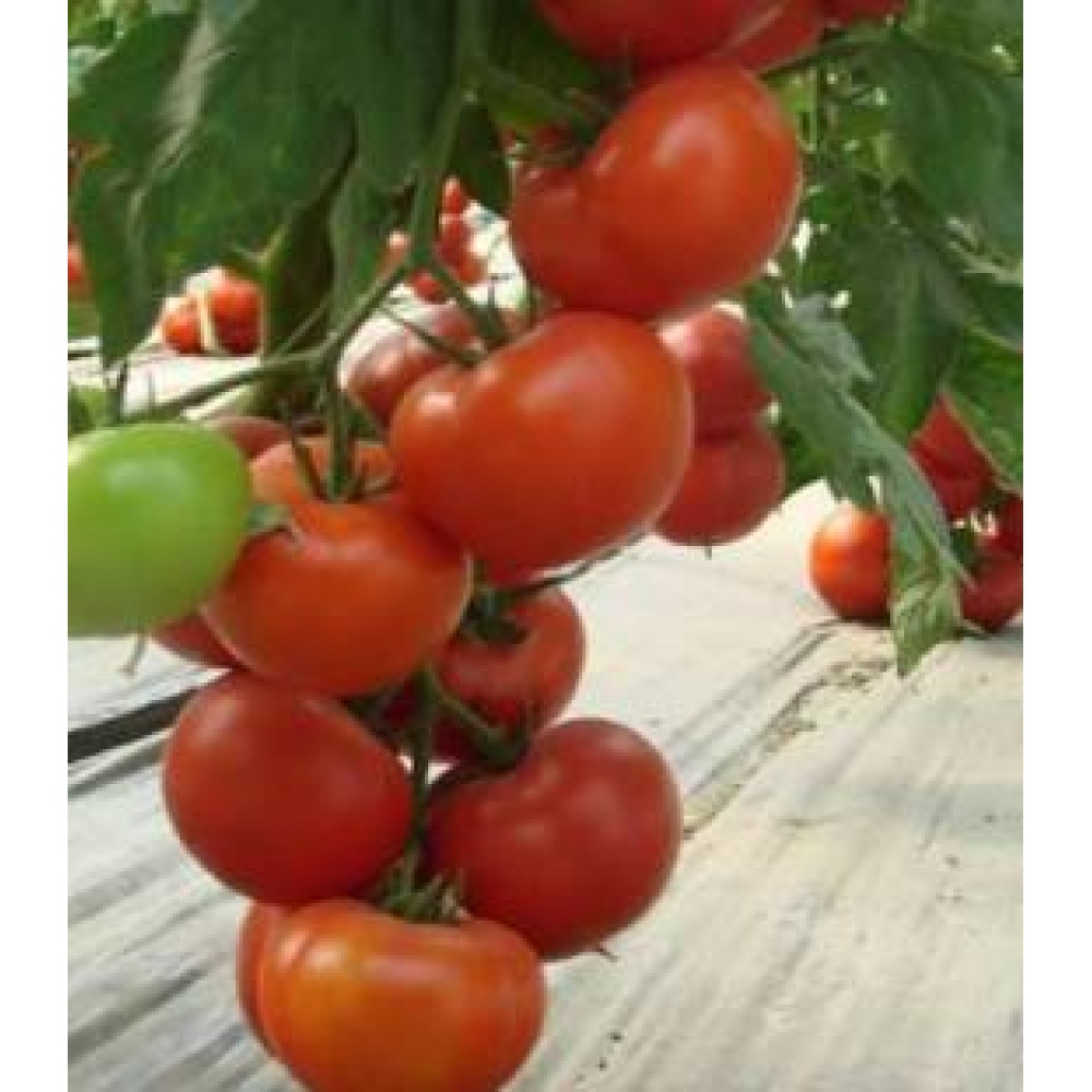 Seminte tomate Klass F1 100 sem