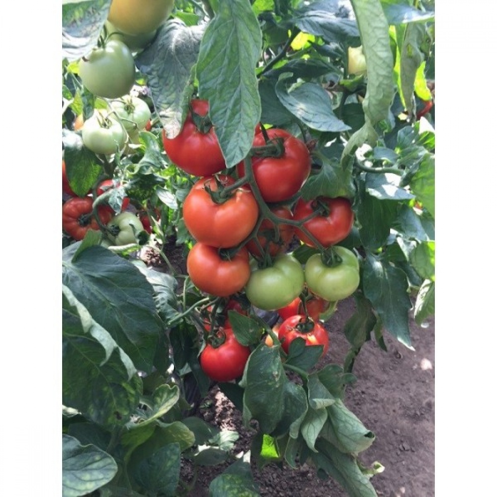 Seminte tomate Moldoveanu F1 100 sem