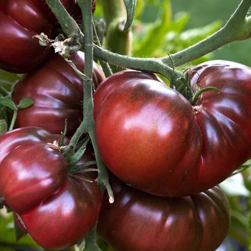 Tomate BLACK CRIMEA F1 250 sem